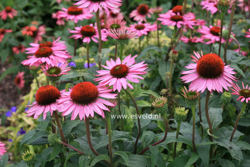 Echinacea purpurea