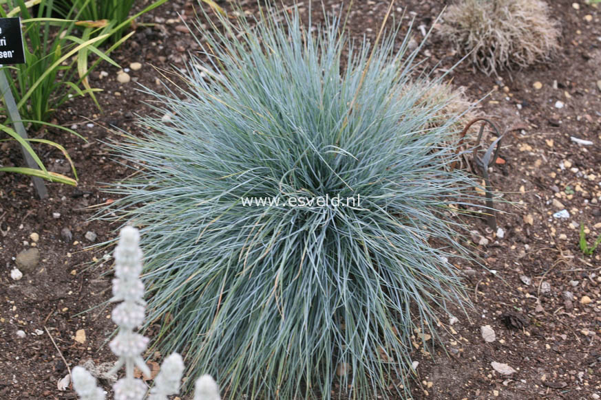 Festuca glauca 'Elijah Blue'