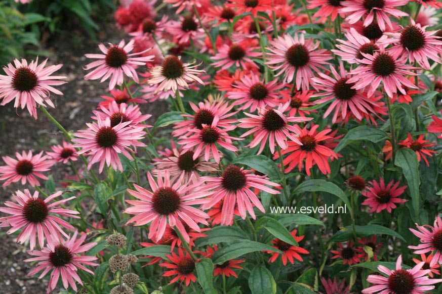 Echinacea purpurea 'Hot Summer'