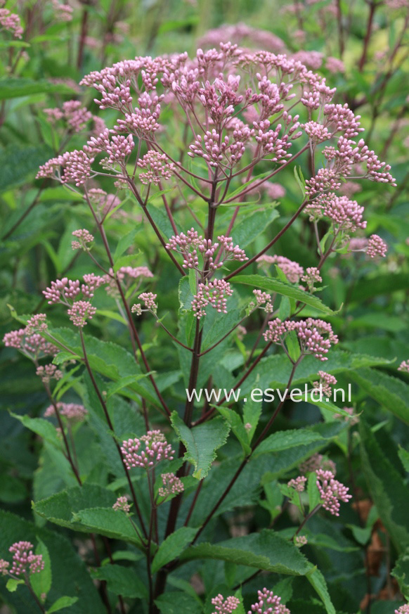 Eupatorium maculatum 'Phantom'
