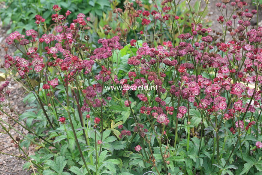 Astrantia major 'Dark Shiny Eyes'