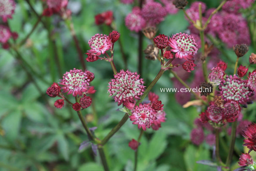 Astrantia major 'Dark Shiny Eyes'