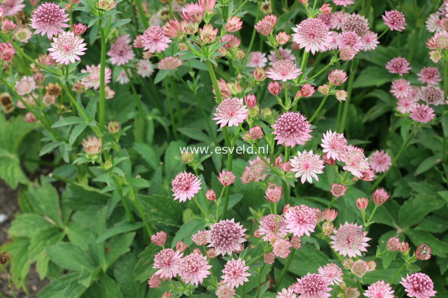 Astrantia major