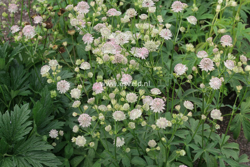 Astrantia 'Buckland'