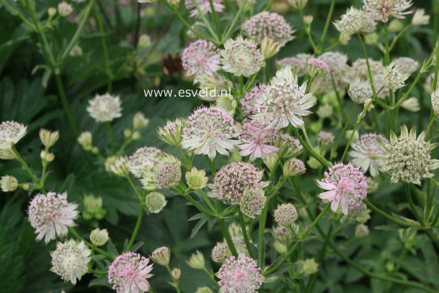 Astrantia 'Buckland'