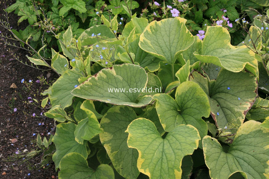 Brunnera macrophylla 'Hadspen Cream'