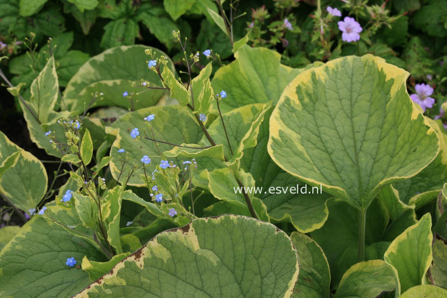 Brunnera macrophylla 'Hadspen Cream'