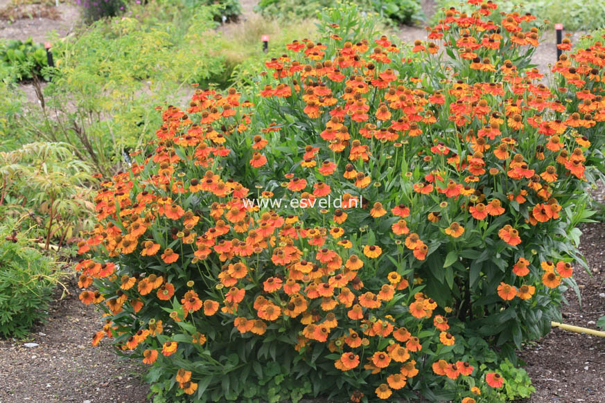 Helenium 'Sahin's Early Flowerer'