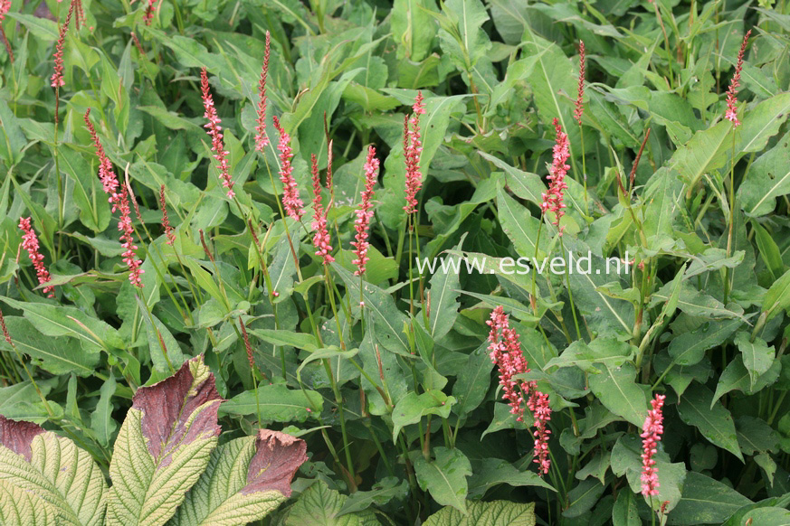 Persicaria amplexicaulis 'Orange Field'