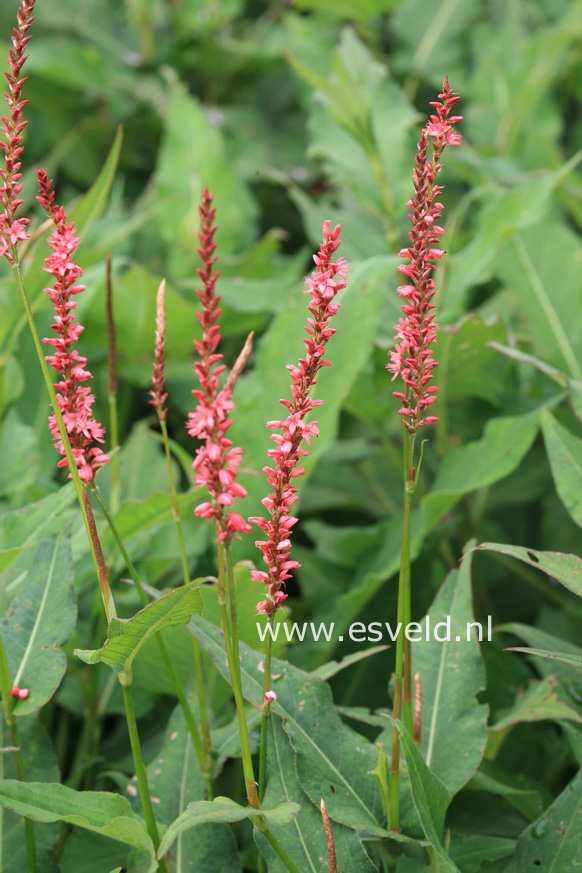 Persicaria amplexicaulis 'Orange Field'