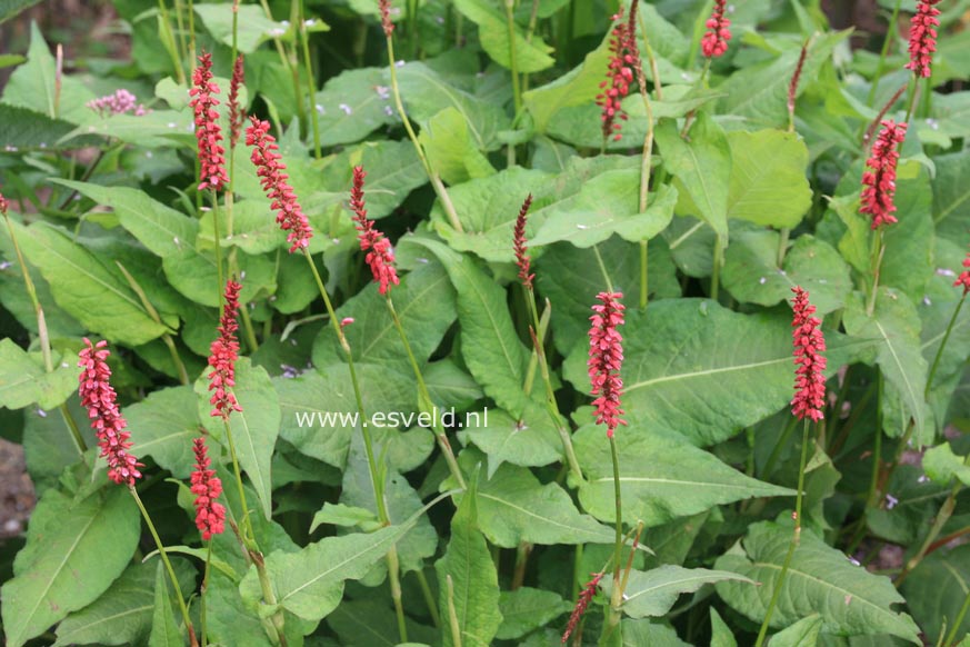 Persicaria amplexicaulis 'JS Caliente'