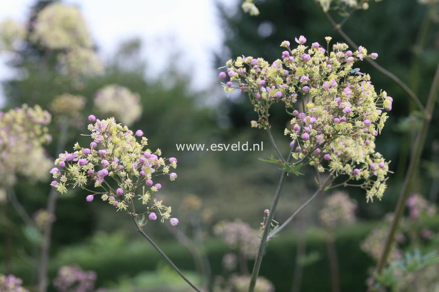 Thalictrum 'Elin'