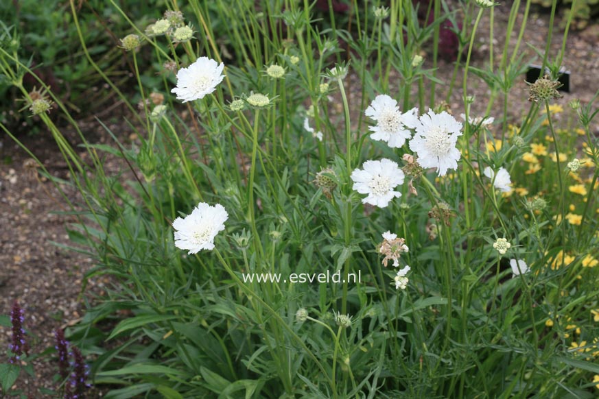 Scabiosa caucasica 'Miss Willmott'