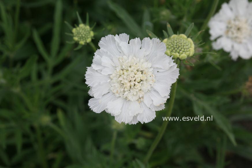 Scabiosa caucasica 'Miss Willmott'