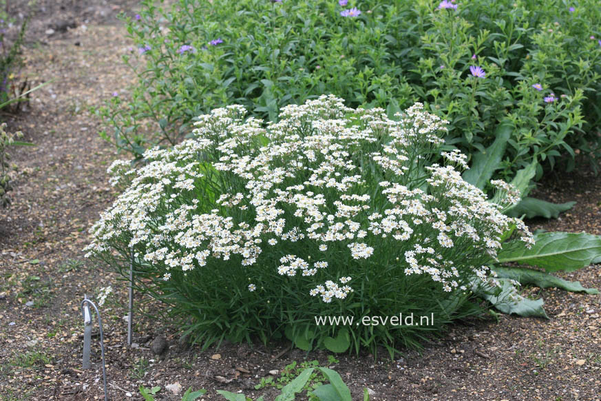 Aster ptarmicoides 'Major'