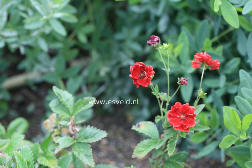 Potentilla 'Emilie'