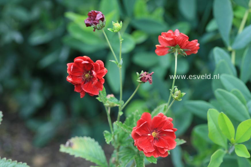 Potentilla 'Emilie'