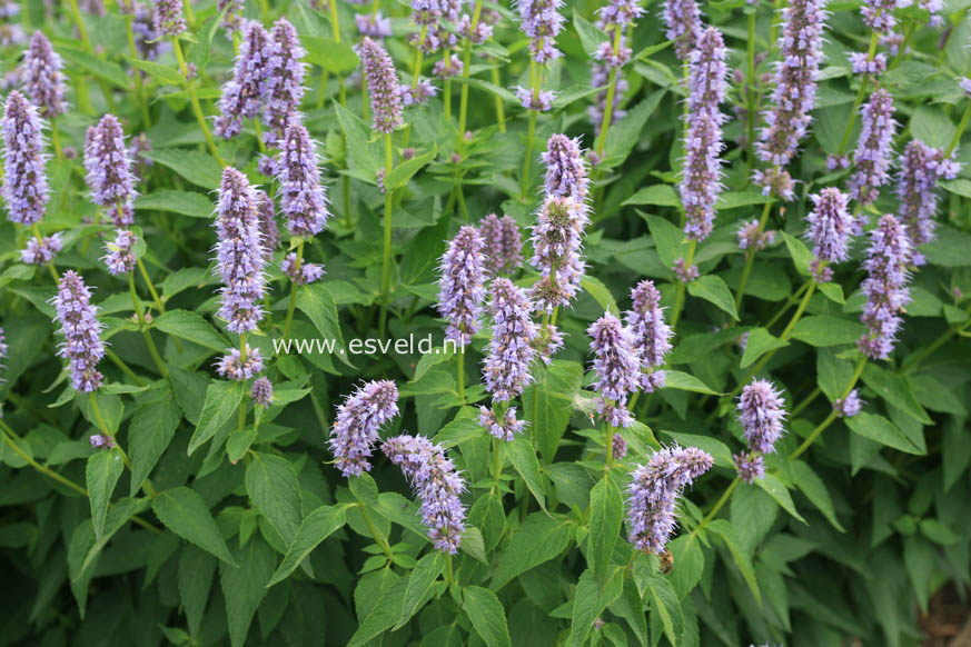 Agastache 'Blue Fortune'