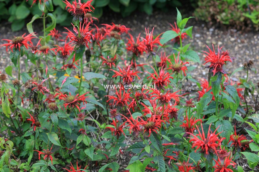 Monarda 'Jacob Cline'