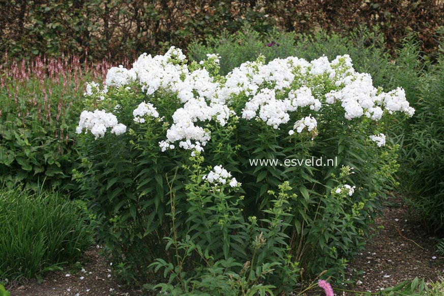 Phlox 'David' (Paniculata Group)