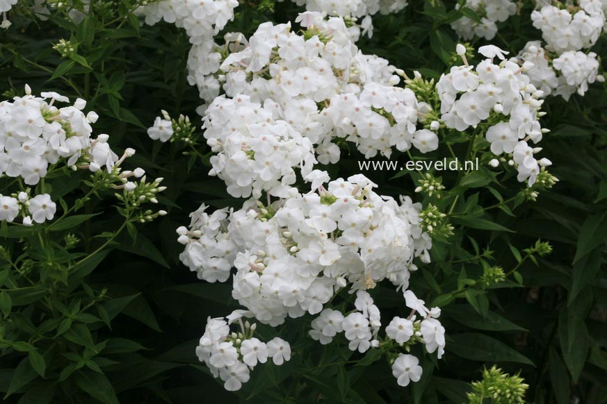 Phlox 'David' (Paniculata Group)