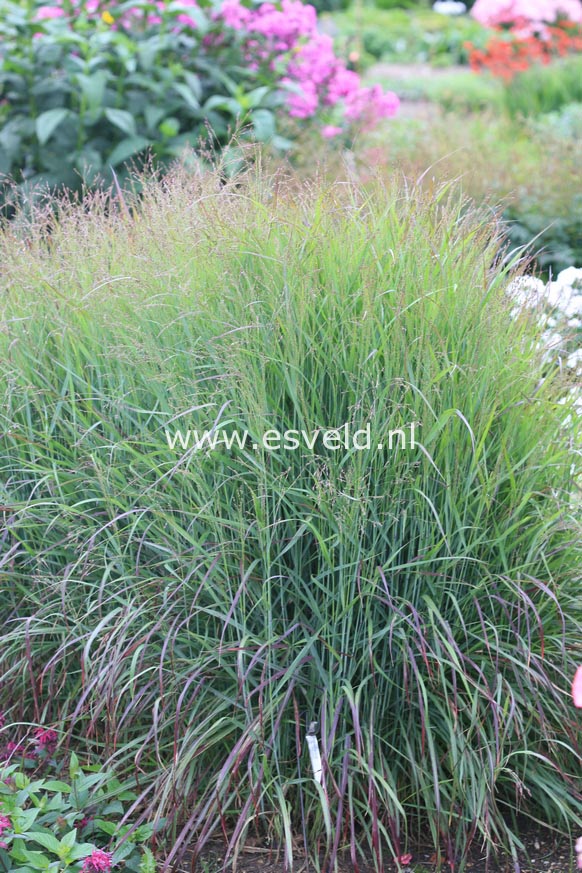 Panicum virgatum 'Shenandoah'