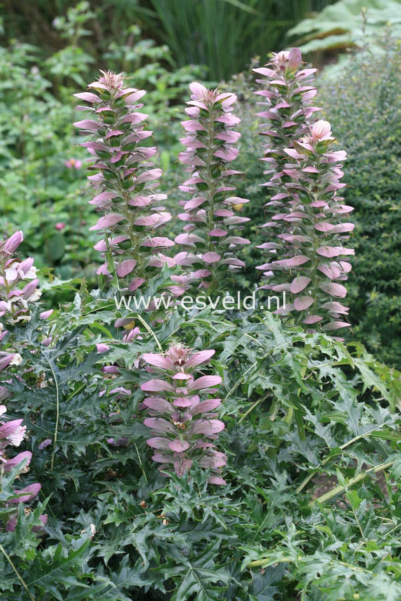 Acanthus spinosus