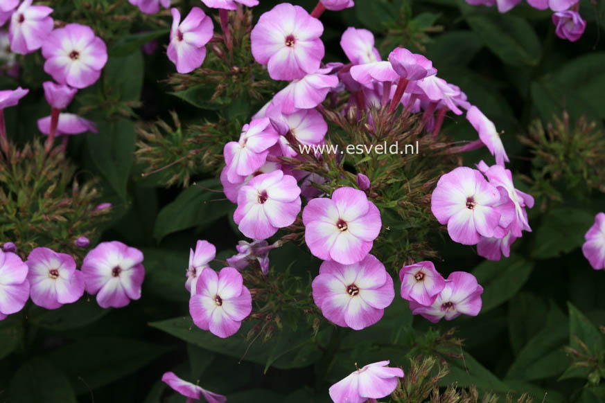 Phlox paniculata 'Uspech'