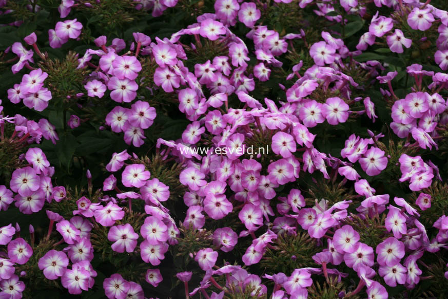 Phlox paniculata 'Uspech'