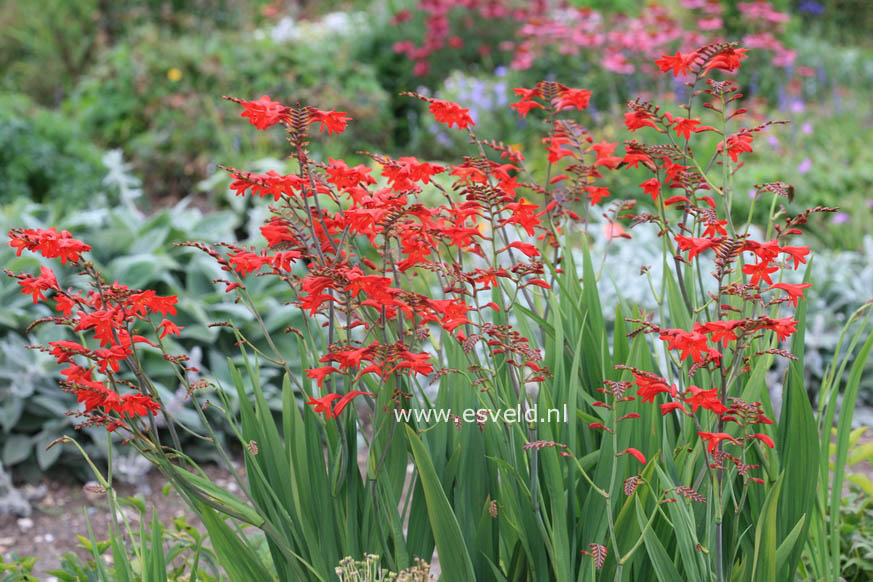 Crocosmia 'Emberglow'