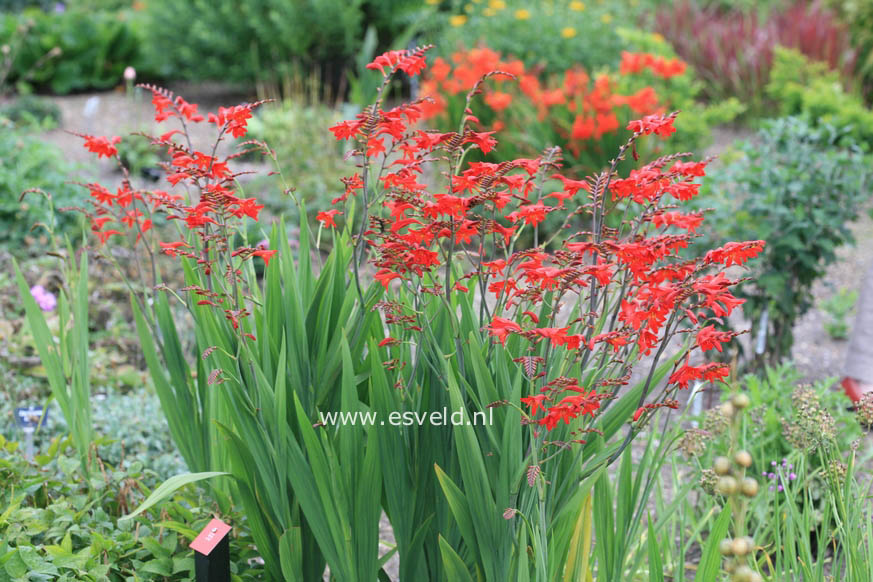 Crocosmia 'Emberglow'