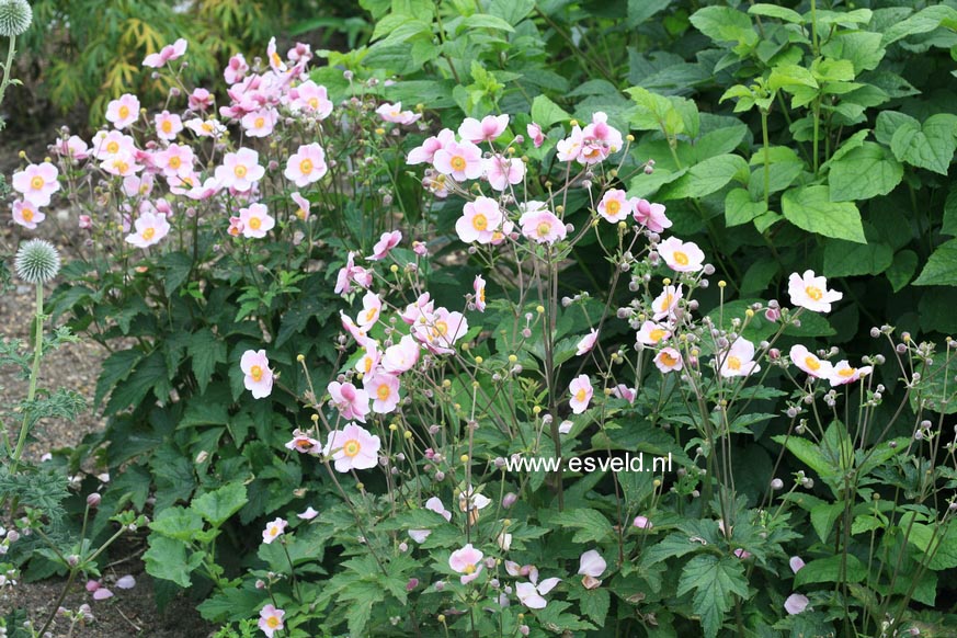 Anemone hybrida 'Ouverture'