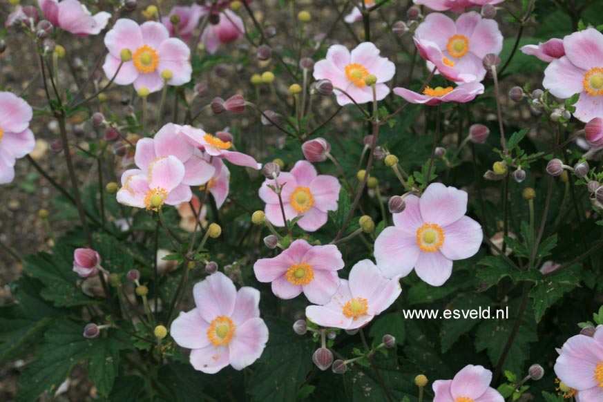Anemone hybrida 'Ouverture'