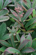 Rodgersia podophylla 'Braunlaub'