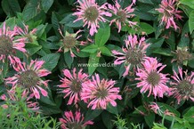 Monarda 'Marshall's Delight'