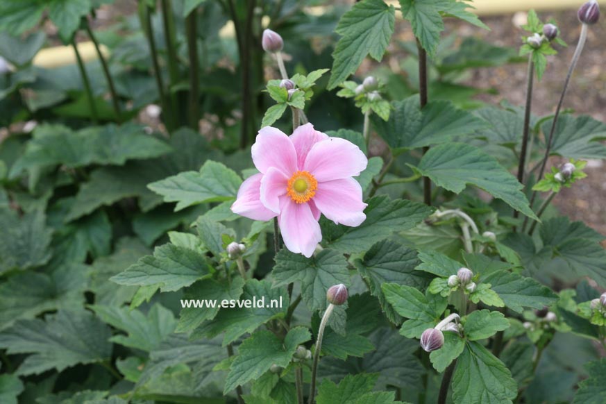 Anemone hybrida 'Loreley'