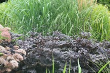 Actaea simplex 'Brunette'