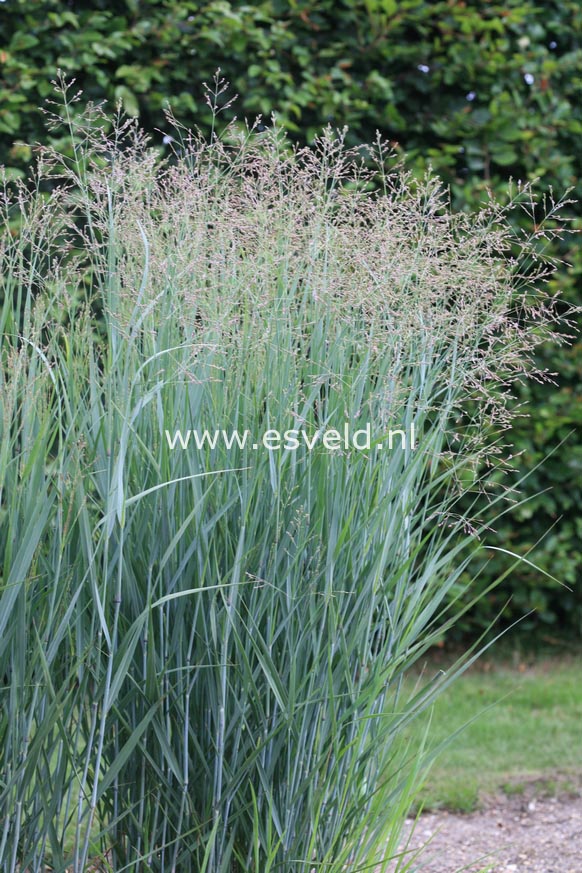 Panicum virgatum 'Heavy Metal'