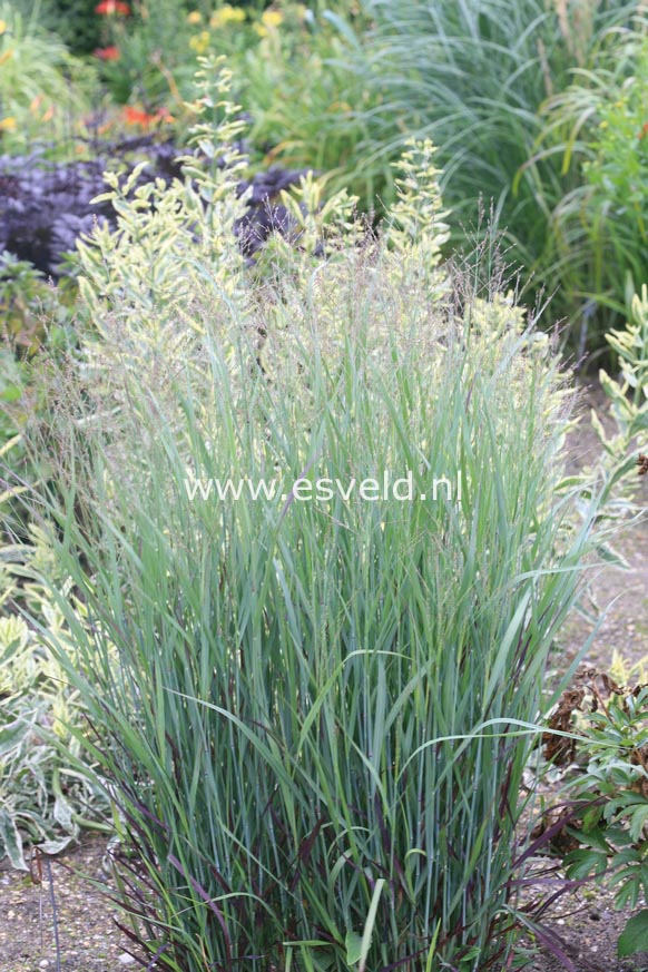 Panicum virgatum 'Heiliger Hain'