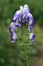 Aconitum cammarum 'Bicolor'