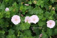 Geranium sanguineum 'Apfelbluete'