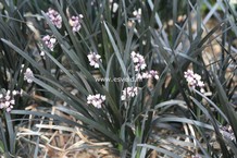 Ophiopogon planiscapus 'Niger'