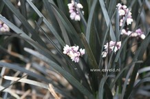 Ophiopogon planiscapus 'Niger'