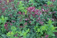 Origanum 'Rosenkuppel'