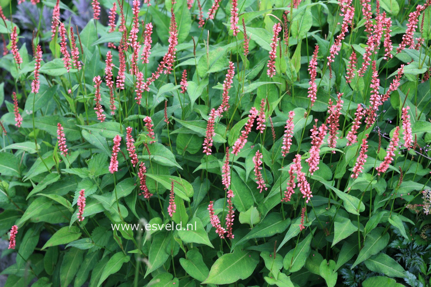 Persicaria amplexicaulis 'Orange Field'