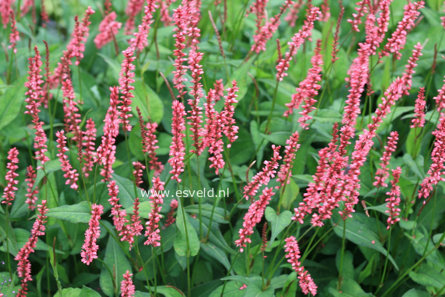 Persicaria amplexicaulis 'Orange Field'