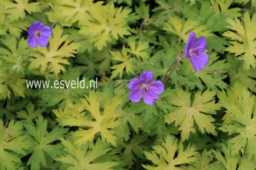 Geranium 'Blue Sunrise'