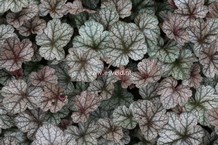 Heuchera 'Silver Scrolls'