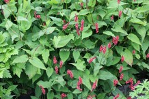 Persicaria amplexicaulis 'Taurus'