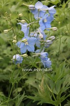 Delphinium 'Berghimmel'